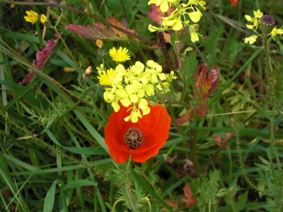 flowers